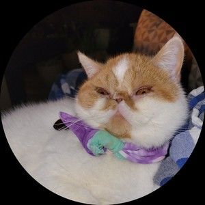 Meet your Posher, Luz